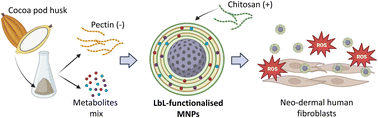 Graphical abstract: Exploiting residual cocoa biomass to extract advanced materials as building blocks for manufacturing nanoparticles aimed at alleviating formation-induced oxidative stress on human dermal fibroblasts