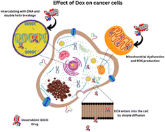 Graphical abstract: Carbon nanomaterials as carriers for the anti-cancer drug doxorubicin: a review on theoretical and experimental studies