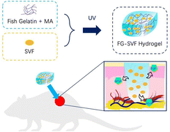 Graphical abstract: A tilapia skin-derived gelatin hydrogel combined with the adipose-derived stromal vascular fraction for full-thickness wound healing