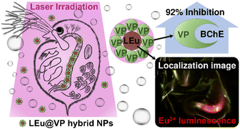Graphical abstract: Smart photopharmacological agents: LaVO4:Eu3+@vinyl phosphonate combining luminescence imaging and photoswitchable butyrylcholinesterase inhibition