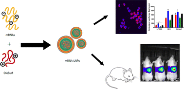 Graphical abstract: Synthesis and bioactivity of a novel surfactin-based lipopeptide for mRNA delivery