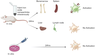 Graphical abstract: Dendritic cell activation by iron oxide nanoparticles depends on the extracellular environment