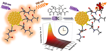 Graphical abstract: Harnessing sustainable nanoclusters for sensitive optical detection of tetracyclines and the underlying mechanism