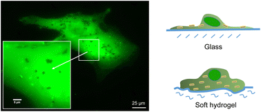 Graphical abstract: Substrate softness increases magnetic microdiscs-induced cytotoxicity
