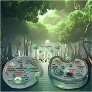 Graphical abstract: Mangrove pneumatophores as biocatalysts for the fabrication of silver nanoparticles and their potential applications against biofilm formation and hepatic carcinoma