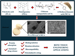 Graphical abstract: Surface engineering of 3D-printed polylactic acid scaffolds with polydopamine and 4-methoxycinnamic acid–chitosan nanoparticles for bone regeneration