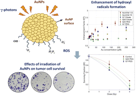 Graphical abstract: Impact of gold nanoparticle size and coating on radiosensitization and generation of reactive oxygen species in cancer therapy