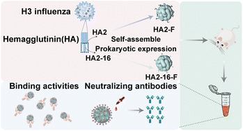 Graphical abstract: Induction of enhanced stem-directed neutralizing antibodies by HA2-16 ferritin nanoparticles with H3 influenza virus boost