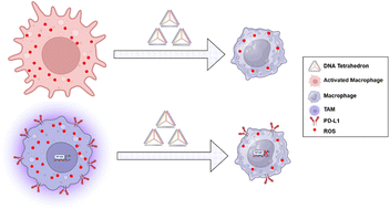 Graphical abstract: Designer DNA nanocages modulate anti-oxidative and anti-inflammatory responses in tumor associated macrophages