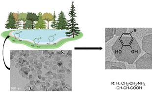 Graphical abstract: Effect of the catechol structure on the functionalization and magnetic properties of barium hexaferrite nanoplatelets