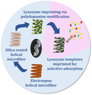 Graphical abstract: Surface imprinted microhelical magnetic polymer nanocomposite fibers for targeted lysozyme separation