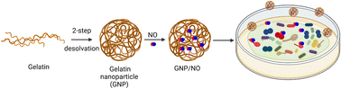 Graphical abstract: Antimicrobial nitric oxide releasing gelatin nanoparticles to combat drug resistant bacterial and fungal infections