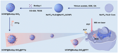 Graphical abstract: Enzyme-triggered aggregation of upconversion nanoparticles for targeted photodynamic therapy via NIR irradiation