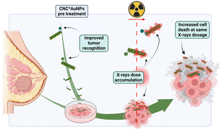 Graphical abstract: Biocompatible cellulose nanocrystal-based Trojan horse enables targeted delivery of nano-Au radiosensitizers to triple negative breast cancer cells
