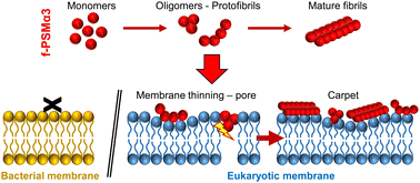 Graphical abstract: N-Formylation modifies membrane damage associated with PSMα3 interfacial fibrillation