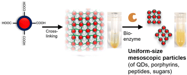 Graphical abstract: Bio-catalytic nanoparticle shaping for preparing mesoscopic assemblies of semiconductor quantum dots and organic molecules