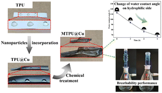 Graphical abstract: Construction of a high breathability hydrophobic–hydrophilic Janus bilayer fiber structure through chemical treatment