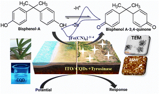 Graphical abstract: Aloe vera gel (Aloe barbadensis miller) derived self-assembled flower-shaped carbon quantum dot interface for ultra-sensitive electrochemical detection of the endocrine disruptor bisphenol-A