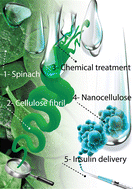 Graphical abstract: Synthesis of cellulose nanocrystals from spinach waste for insulin delivery: comparison to chitosan nanoparticles