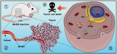 Graphical abstract: pH-Responsive manganese sulfide nanotheranostics amplifying cGAS-STING activation for MRI-guided immunotherapy