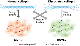 Graphical abstract: Differential impact of the triple helix dissociation degree of collagen on the binding efficiency with cancer cells and normal cells