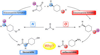 Graphical abstract: Mechanistic study of NHC-catalyzed oxidative N vs. O chemoselective acylation of aldehydes with alkanolamines