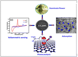 Graphical abstract: SnS2 decorated biochar: a robust platform for the photocatalytic degradation and electrochemical sensing of pollutants