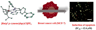 Graphical abstract: Synthesis, characterization, and anticancer activity of Ru(p-cymene) complexes bearing pyrazolyl–pyridine type ligands