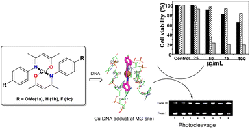 Graphical abstract: Evaluating the substitution effects of bis(β-iminoenolate)copper(ii) complexes on their photophysical, DNA binding/photocleavage, and cytotoxic activities