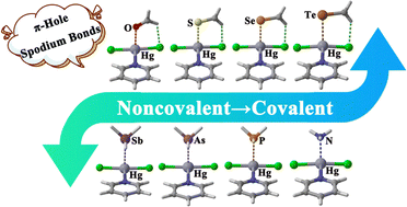 Graphical abstract: The nature of π-hole spodium bonds in the HgLCl2(L = pyrrole, pyrazole, imidazole, pyridine, pyridazine, and pyrimidine) complexes: from noncovalent to covalent interactions