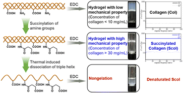 Graphical abstract: Insights into the 1-ethyl-3-(3-dimethylaminopropyl) carbodiimide (EDC)-induced gelation of fully carboxylated collagen and the fabrication of hydrogels with enhanced mechanical properties