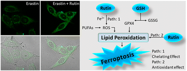 Graphical abstract: Fluorescence imaging of cellular GSH to reveal the hindering influence of rutin on ferroptosis