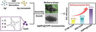 Graphical abstract: Facile one-pot synthesis of mulberry-shape silver nanoparticle-doped porphyrin nanoassembly with self-promoted electrochemiluminescence