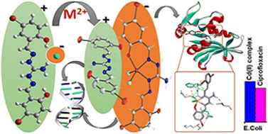 Graphical abstract: An all-rounder aminoguanidine based ligand, its unusual anionic zinc(ii) and cadmium(ii) coordination complexes and their biological implications