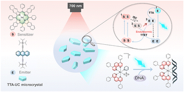 Graphical abstract: Thermally-activated upconversion based on triplet fusion for deep red photoactivation of Ru(ii) complexes