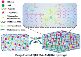 Graphical abstract: The fabrication of stretchable dual network P(HEMA-AM)/gelatin hydrogels as potential delivery carriers