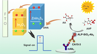 Graphical abstract: Photoelectrochemical immunoassay for the breast cancer biomarker CA 15-3 based on In2O3/ZnIn2S4 heterojunctions