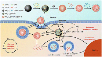 Graphical abstract: Dual endogenous stimulus-responsive Fe3O4@enzymes@ZIF-8 nanocomposites promote enzymatic circulation chemotherapy