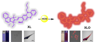 Graphical abstract: A phenothiazine and semi-cyanine based colorimetric and fluorescent probe for the rapid detection of hypochlorous acid