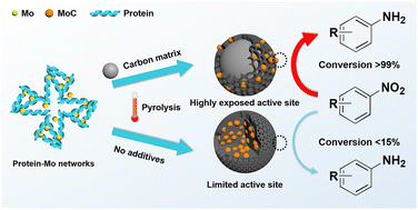 Graphical abstract: Protein–metal ion networks coated carbon matrix as a precursor: to construct carbon-supported Mo-based catalysts with highly exposed active sites for hydrogenation of nitro compounds