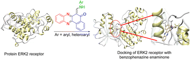 Graphical abstract: Bioactivity of benzophenazine enaminone derivatives as inhibitors of ERK2 based on molecular docking and dynamics simulation studies