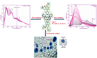 Graphical abstract: Investigation of protein/DNA binding, and in vitro cytotoxicity of novel Cu(ii) and Zn(ii)-dipyrazinyl pyridine complexes