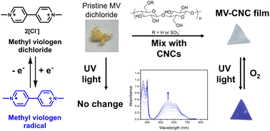 Graphical abstract: Tailorable and photochromic multifunctional methyl viologen/cellulose nanocrystal (CNC) films