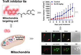 Graphical abstract: Discovery of a mitochondria-targeted fluorescent probe as TrxR inhibitors for cancer therapy
