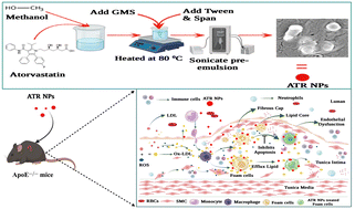 Graphical abstract: Atorvastatin-based nanoparticle-decorated glyceryl monostearate as a targeted drug carrier for inhibition of atherosclerosis lesions
