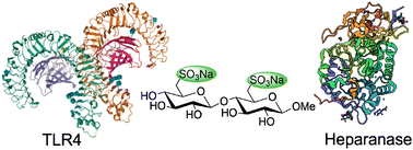 Graphical abstract: Comparative analysis of sulfated and sulfonated disaccharide analogs as TLR4 modulators and heparanase inhibitors