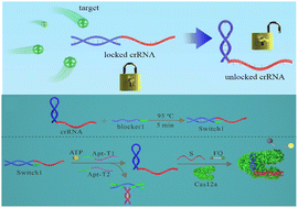 Graphical abstract: Programmable switching of CRISPR/Cas12a activity by adjusting guide RNA conformation for non-nucleic acid marker analysis and logic gate applications