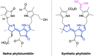 Graphical abstract: Synthesis of a model phyllobilin bearing an optical marker