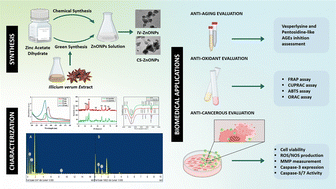 Graphical abstract: Differential impact of biogenic and chemically synthesized zinc oxide nanoparticles on anti-aging, anti-oxidant and anti-cancerous activities: a mechanism based study