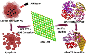 Graphical abstract: Biophysical and computational analyses of interaction of 2D MoS2 nanosheets with human haemoglobin coupled with NIR activated photothermal therapy